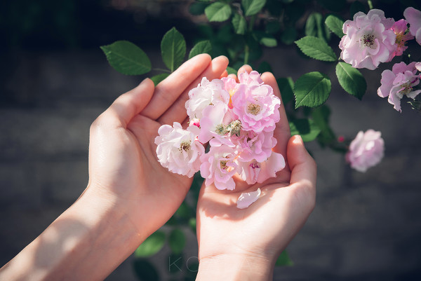 Blooming rose